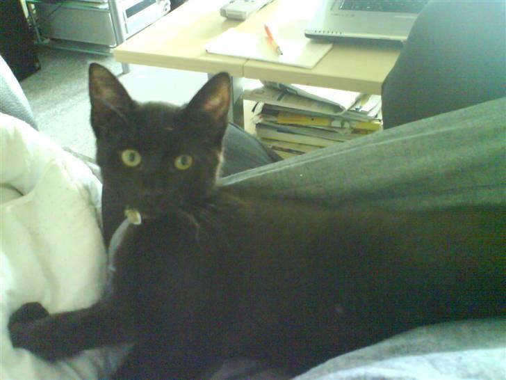 Huskat Bounty - jeg er kongen. billede 5