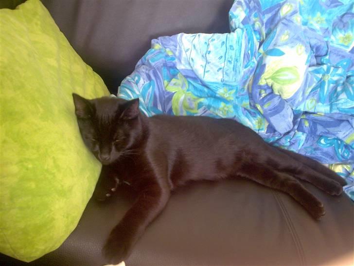 Huskat Bounty - en dejlig pude, og en hel sofa for sig selv. billede 6