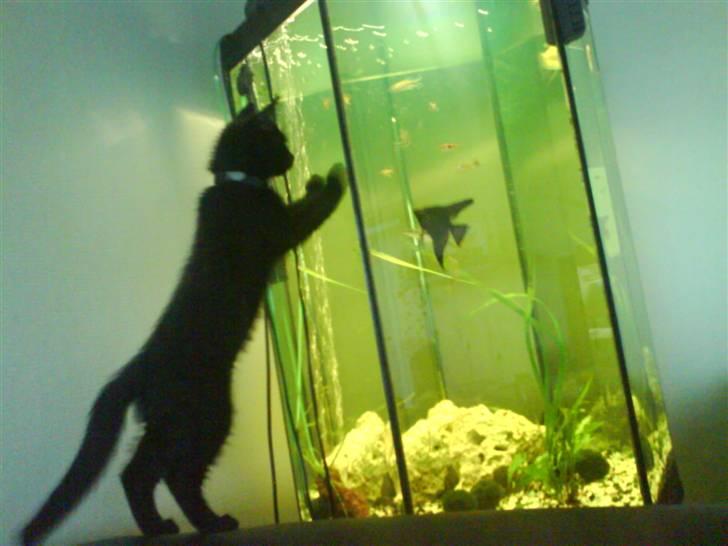 Huskat Bounty - det her er mine legekammerater. billede 7