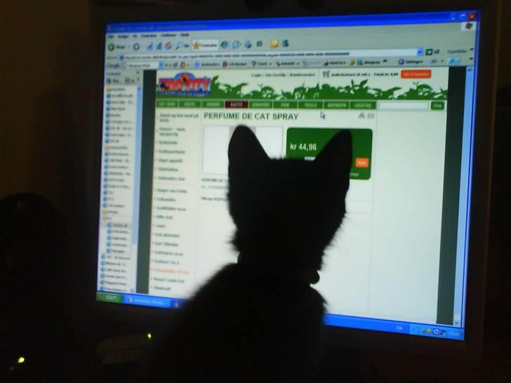 Huskat Bounty - fang musen fang musen. intet skal gå forbi min næse. billede 8