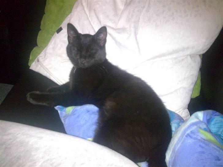 Huskat Bounty - igen tager jeg en morfar på sofaen, med puden. billede 10