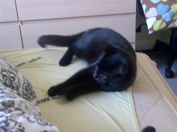 Huskat Bounty - her flyder jeg så lidt i mor og fars seng. (det er også min) billede 11