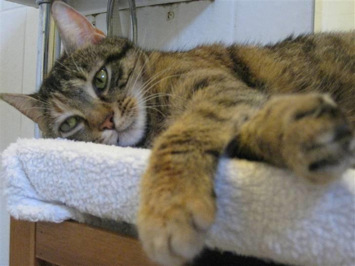 Huskat frida billede 15