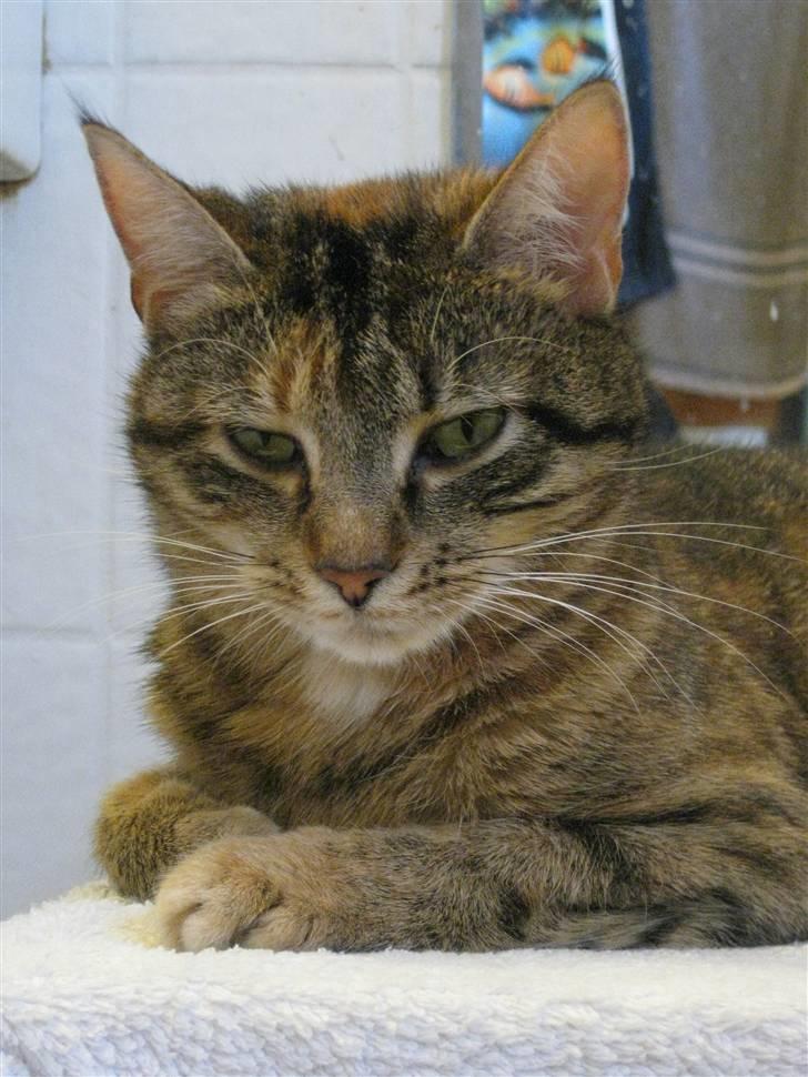 Huskat frida billede 16