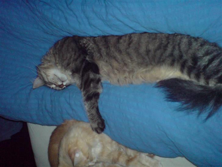 Maine Coon vingsted´s Dragon Ball - se lige hvoe dejlig jeg er....... billede 18