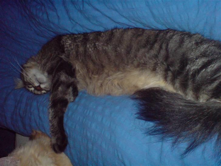 Maine Coon vingsted´s Dragon Ball - skønt at slappe helt billede 19