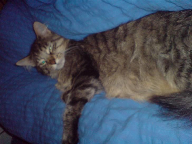 Maine Coon vingsted´s Dragon Ball - hva kaldte du???? billede 20