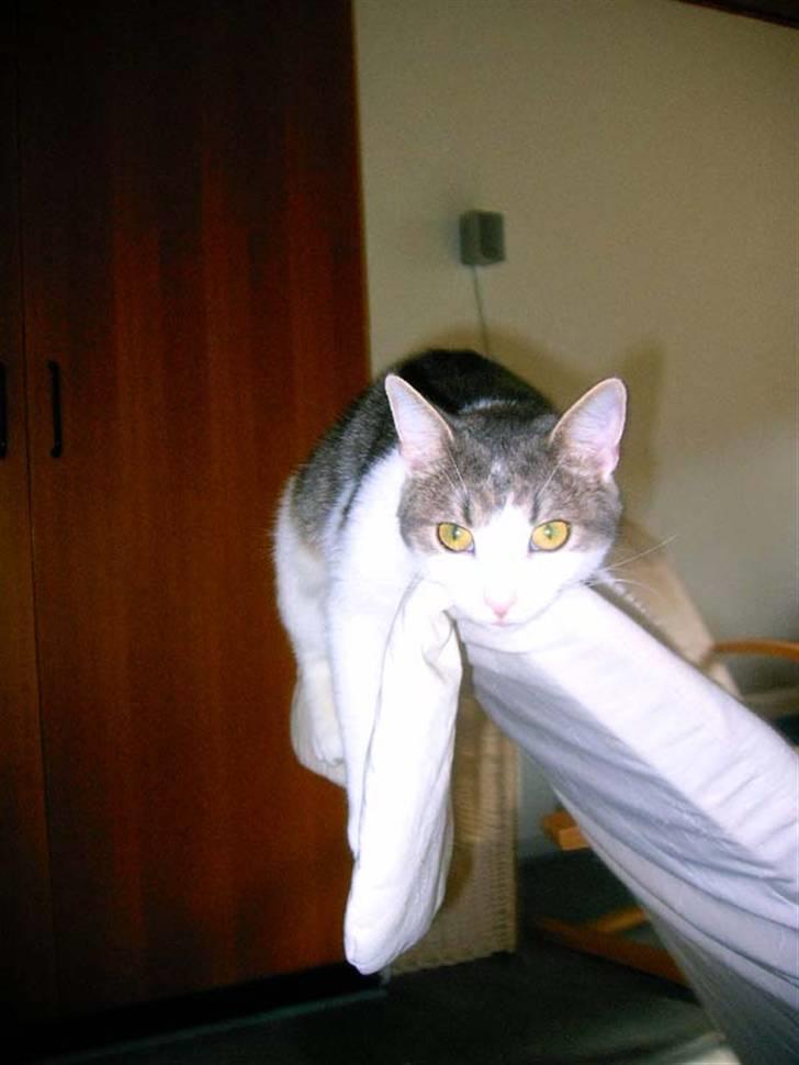 Huskat Baby billede 19