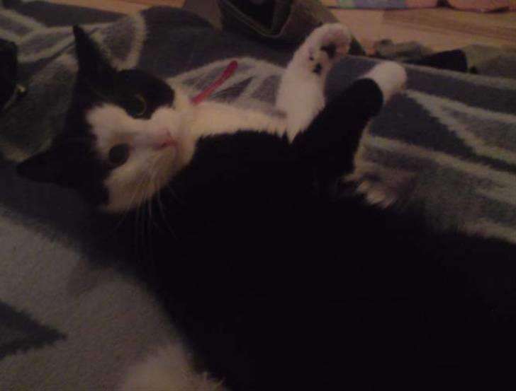 Huskat Mischa billede 1