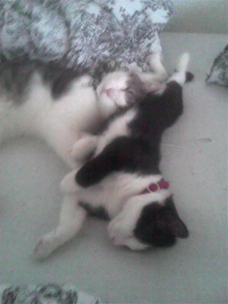 Huskat Mischa billede 2