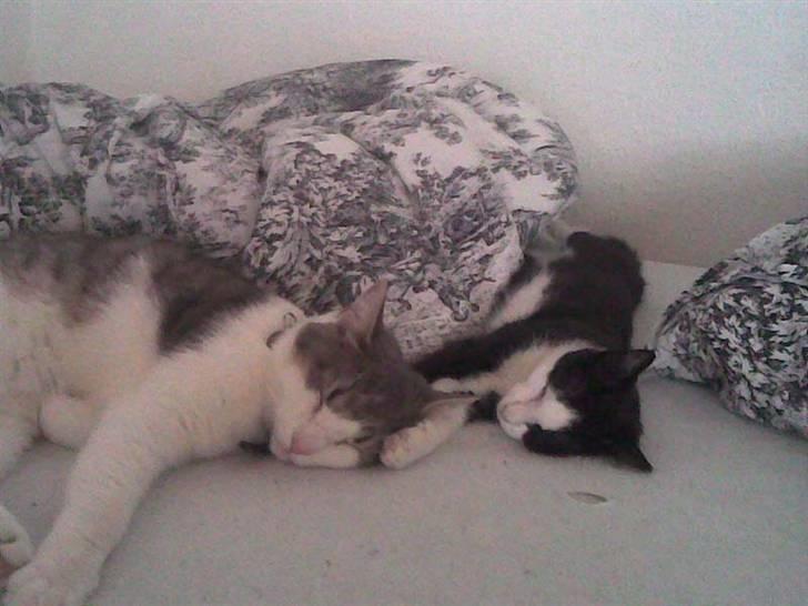 Huskat Mischa billede 3