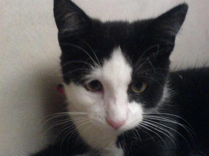 Huskat Mischa billede 4