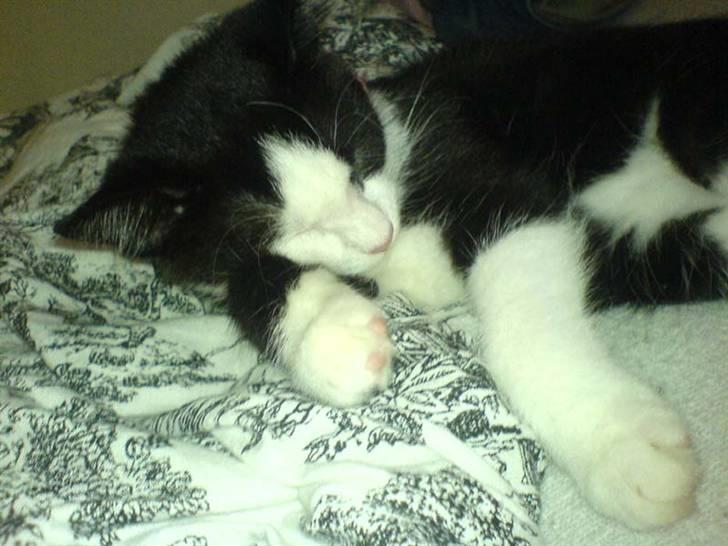 Huskat Mischa billede 6