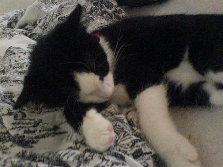 Huskat Mischa billede 7