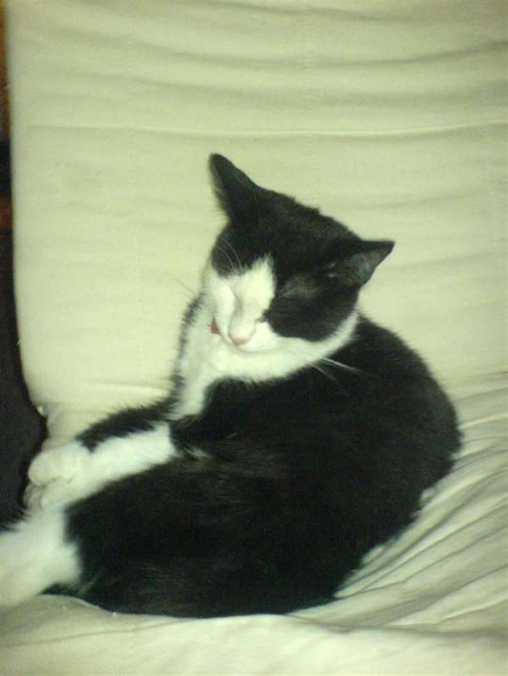 Huskat Mischa billede 8