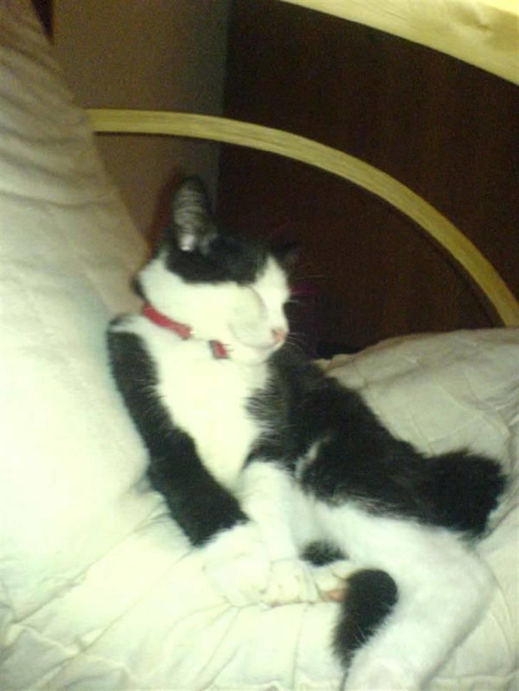 Huskat Mischa billede 9