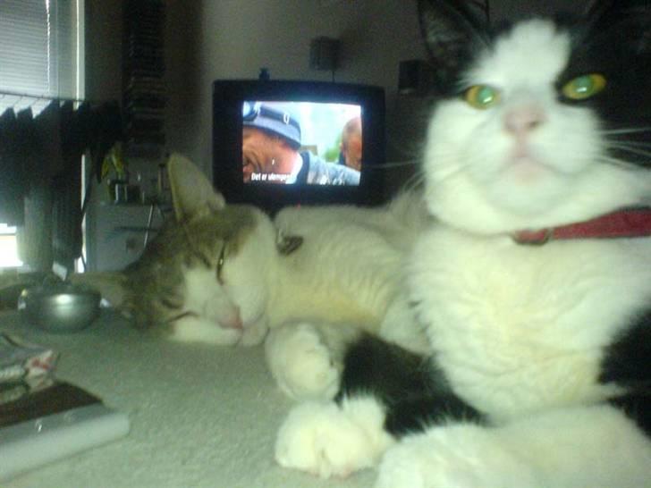 Huskat Mischa billede 10