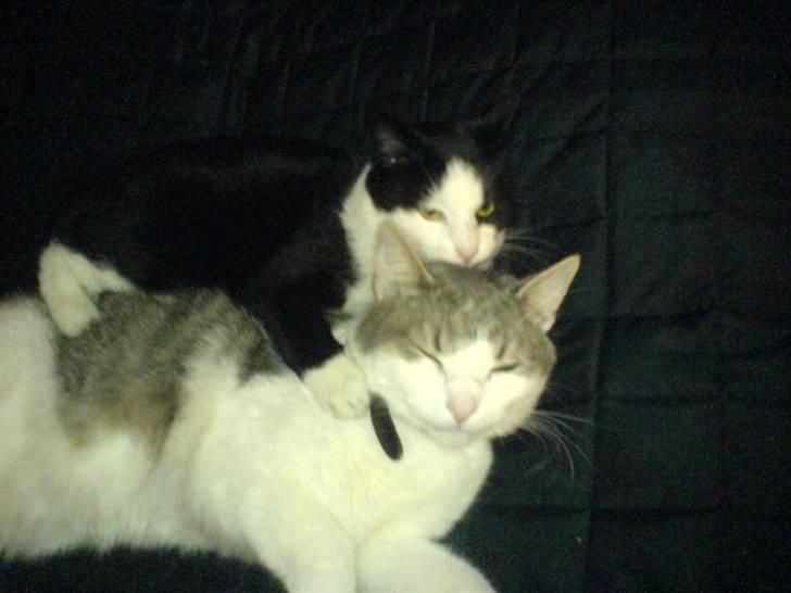 Huskat Mischa billede 11