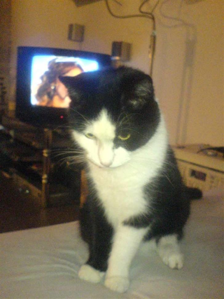 Huskat Mischa billede 12