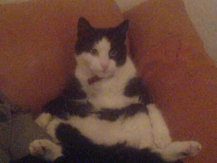 Huskat Mischa billede 13