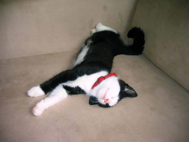 Huskat Mischa billede 14