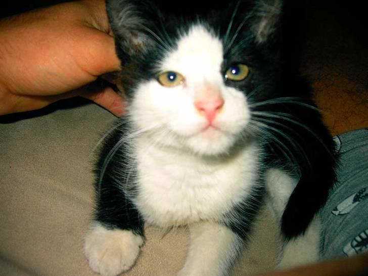 Huskat Mischa billede 15