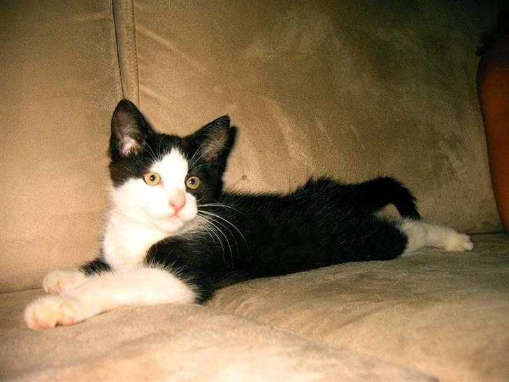 Huskat Mischa billede 16