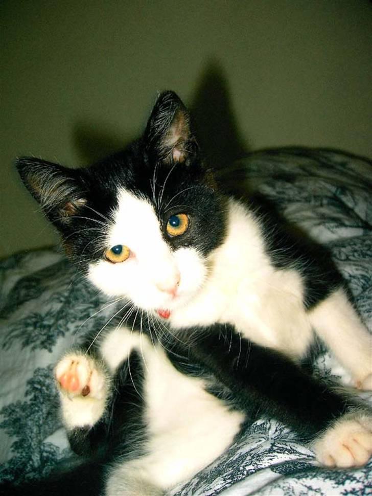 Huskat Mischa billede 17