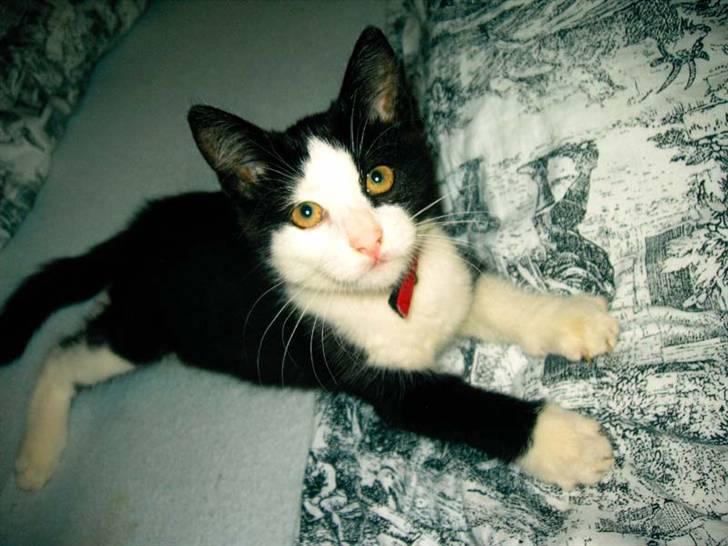 Huskat Mischa billede 18