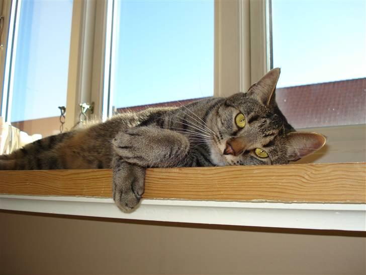 Huskat Cæsar - lidt lækker er man vel altid!!! ligger og ser godt ud i vindueskarmen he he billede 1