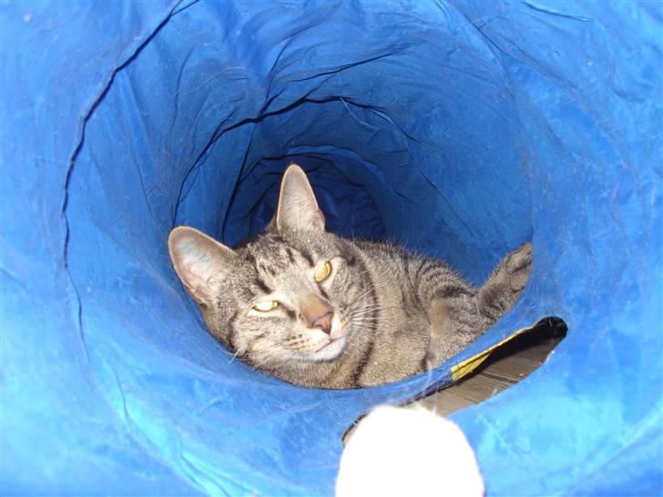 Huskat Cæsar - den bedste blå tunnel i hele verden. den kan man lege i meget lang tid billede 2