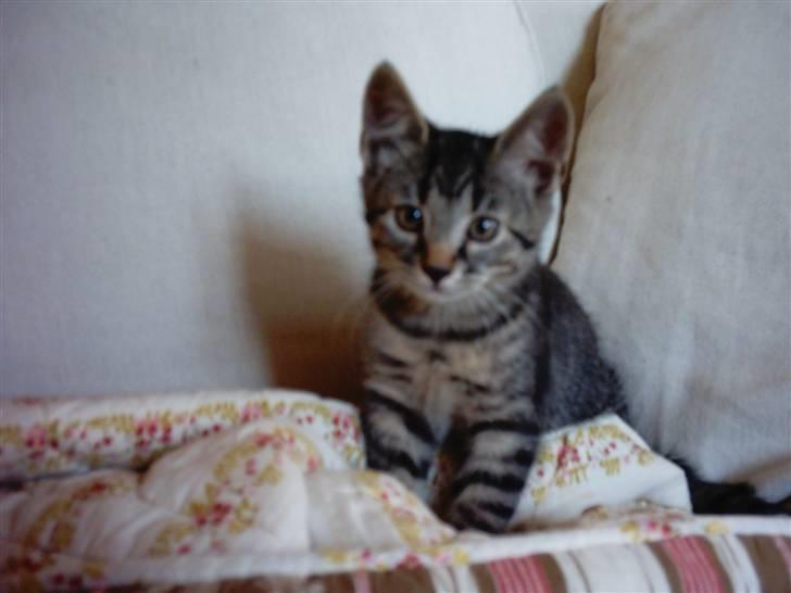 Huskat Cæsar - så lille og så sød var han engang :) billede 3