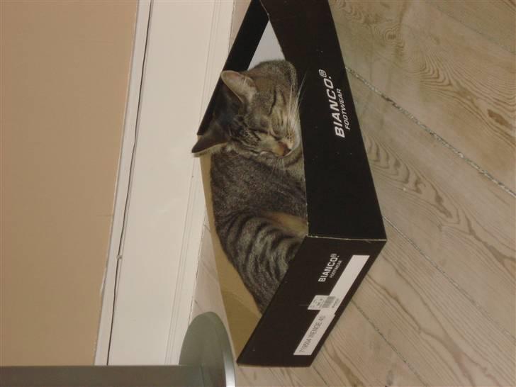 Huskat Cæsar - alle kasser kan bruges.. også skokasser billede 4