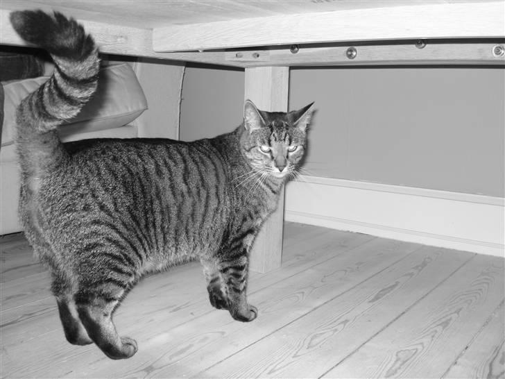 Huskat Cæsar - rumba-kat billede 5