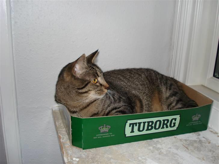 Huskat Cæsar - nej ikke ølhund!!! ølkat billede 6