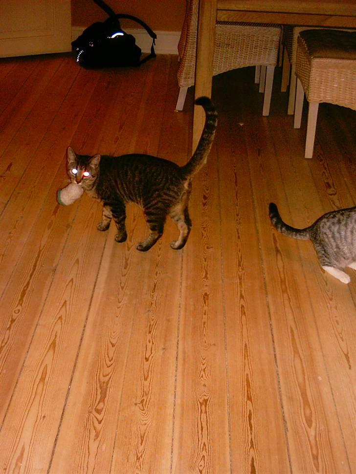 Huskat Cæsar - cæsar og snemand billede 7