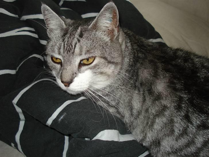 Huskat Fine - Fine med dyne. stensikkert!!! er der en dyne så er Fine der også!!! heheh billede 1