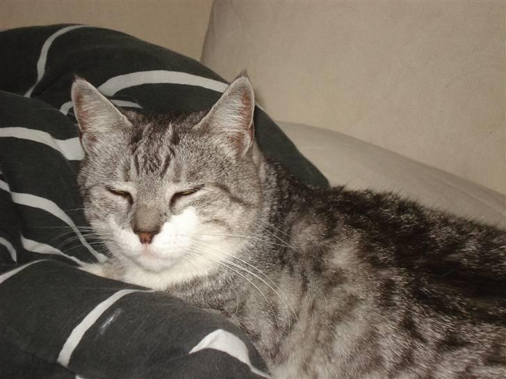 Huskat Fine billede 2