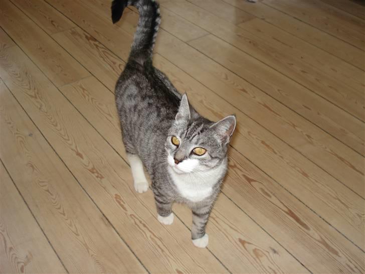 Huskat Fine - prøv at se hvor tyk jeg  IKKE er!! må jeg så gerne få mad nu billede 3