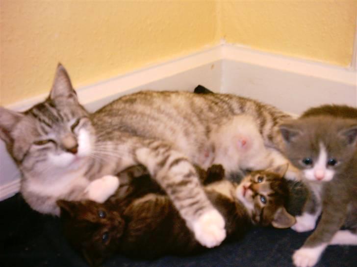 Huskat Fine - fine i 2005 med killinger.  billede 4