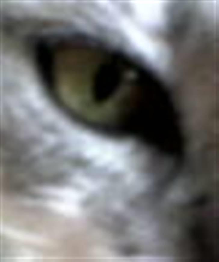 Huskat Fine - look into my eye hehe billede 5