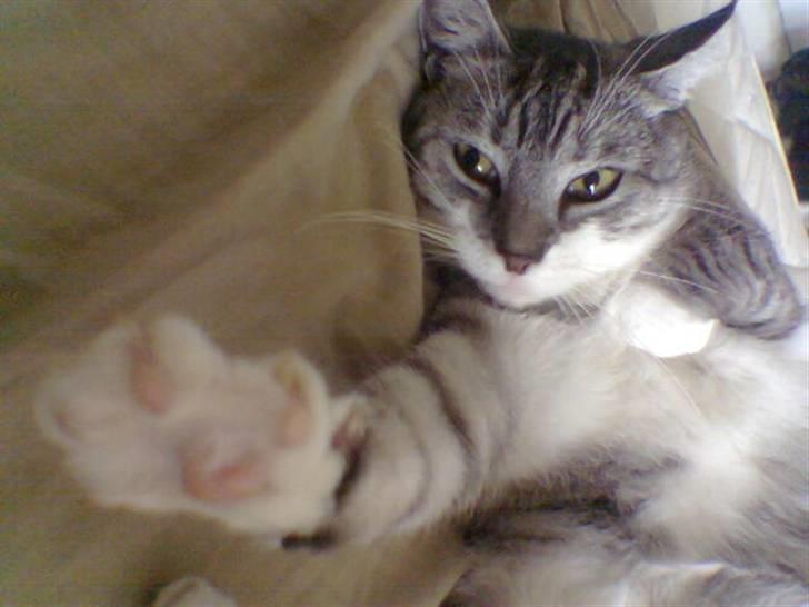 Huskat Fine - jeg ligger lige her så nu er det meget nemmere at klø mig på maven. Give me 4!!! billede 6