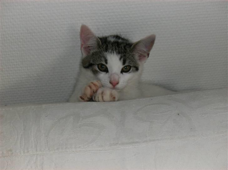 Huskat Flense - En uges tid efeter vi fik ham hjem  :) billede 1