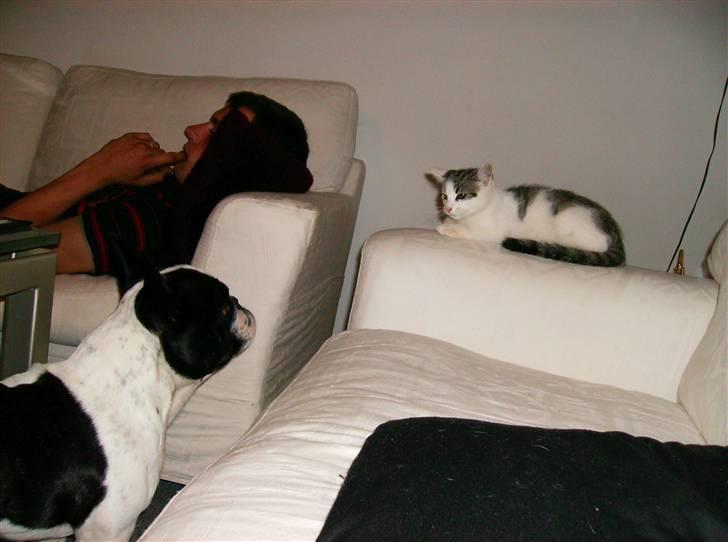 Huskat Flense - Tre dage efter vi fik ham, Asko synes at han var lidt sød, men Flense synes vist ikke det samme om Asko  :) billede 2