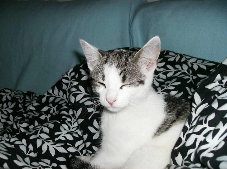 Huskat Flense - Et par uger efter vi fik ham, han var lidt træt.. billede 3