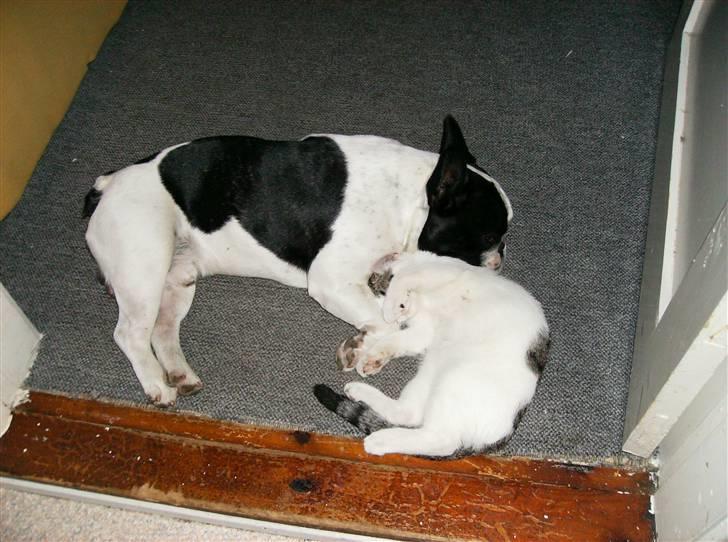 Huskat Flense - Her tager de så lige en lille lur sammen.. billede 4