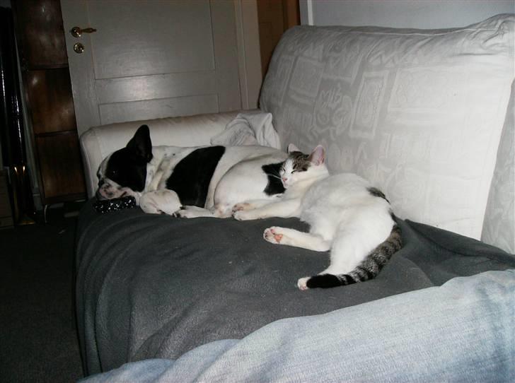 Huskat Flense - Det er et farligt sted at ligge, Asko er en pruttemaskine, men det ved Flense vist ikke  :) billede 5