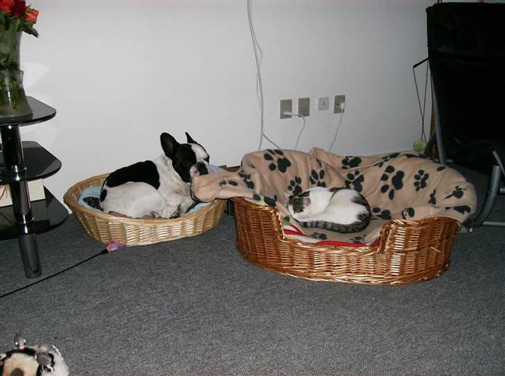 Huskat Flense - Her tog Flense Askos kurv, og så tog Askos da bare hans  :) billede 6