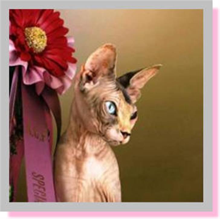 Sphynx Piacenca Coffee billede 1