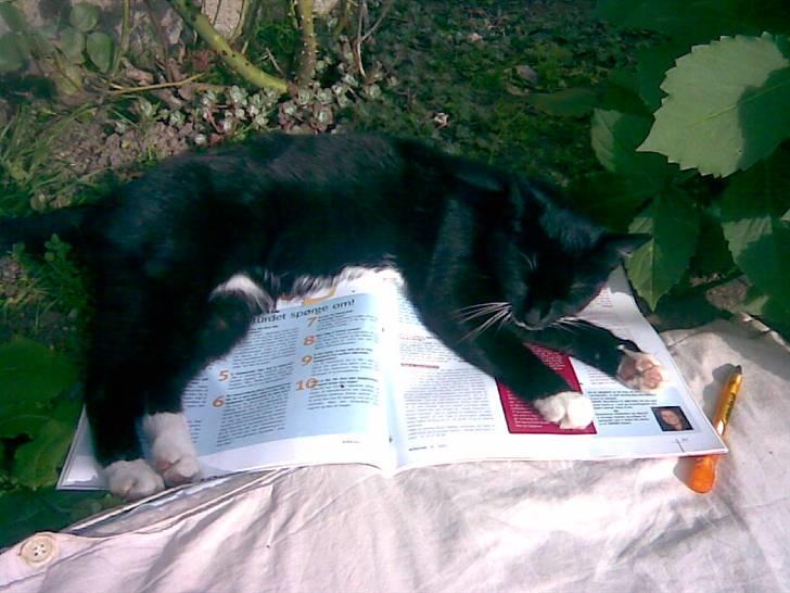 Huskat Lille My billede 6